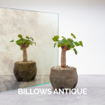 Mirror Antique Decor Billows 001