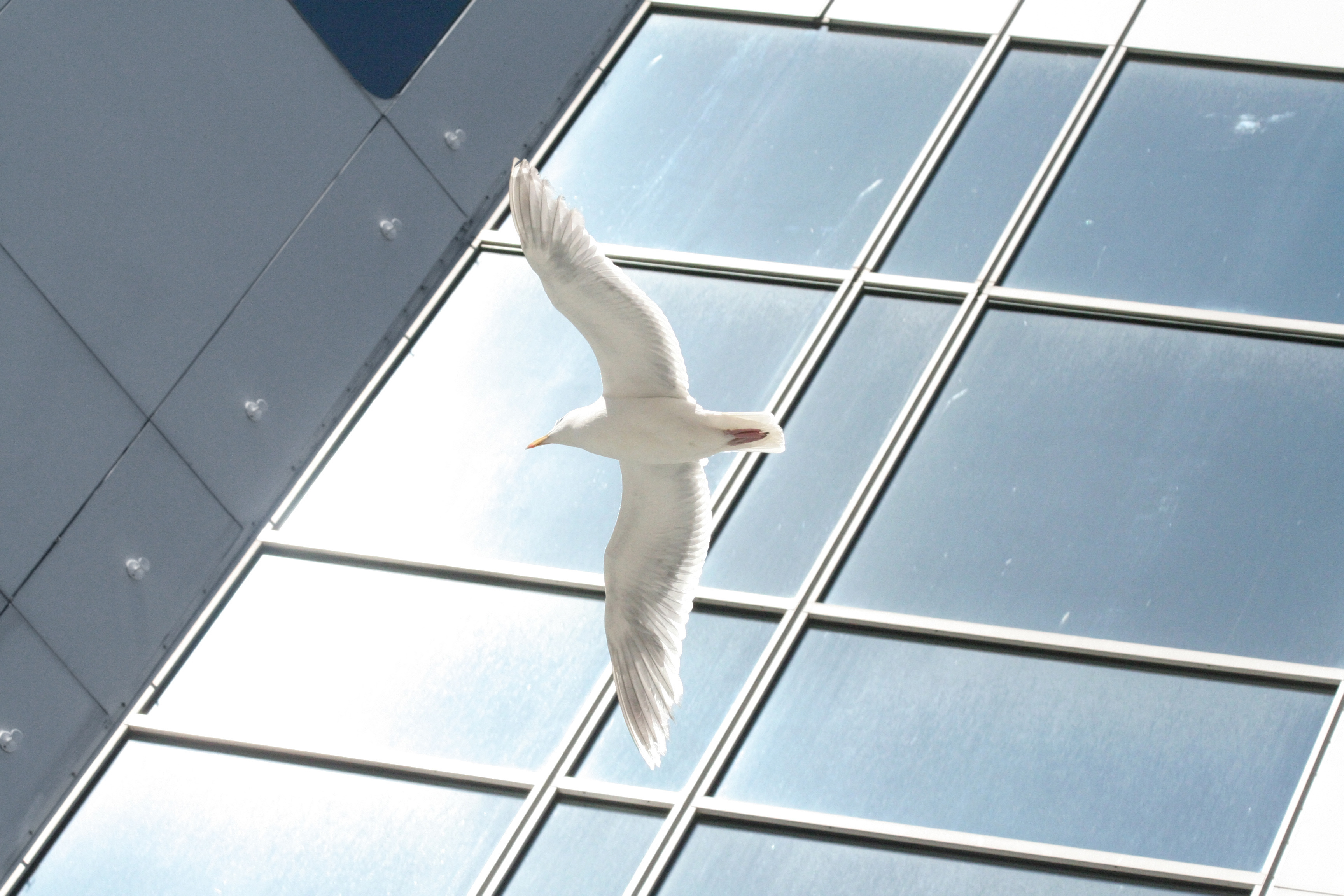 Bird Safety Solutions 002