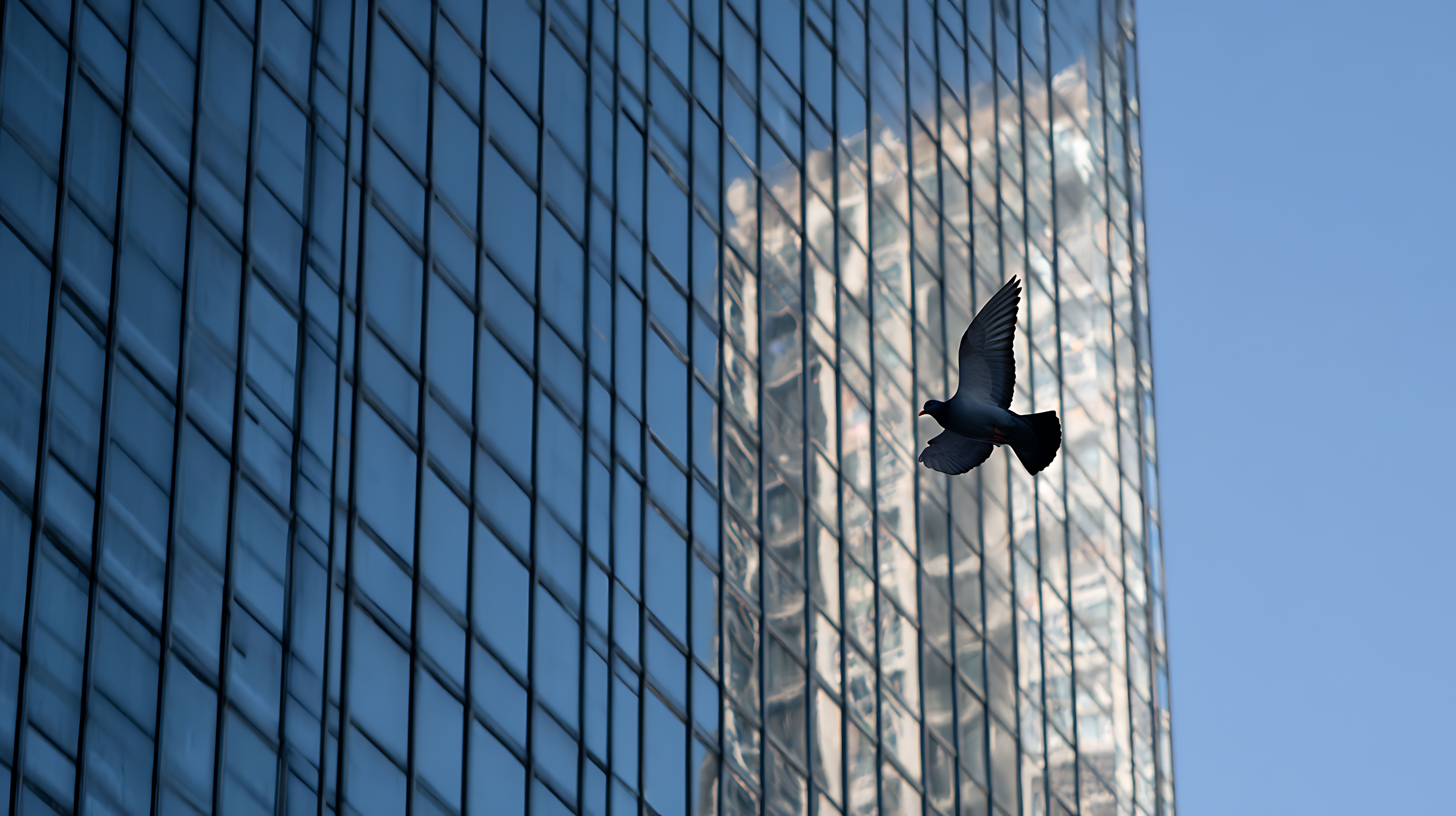 Bird Safety Solutions 004