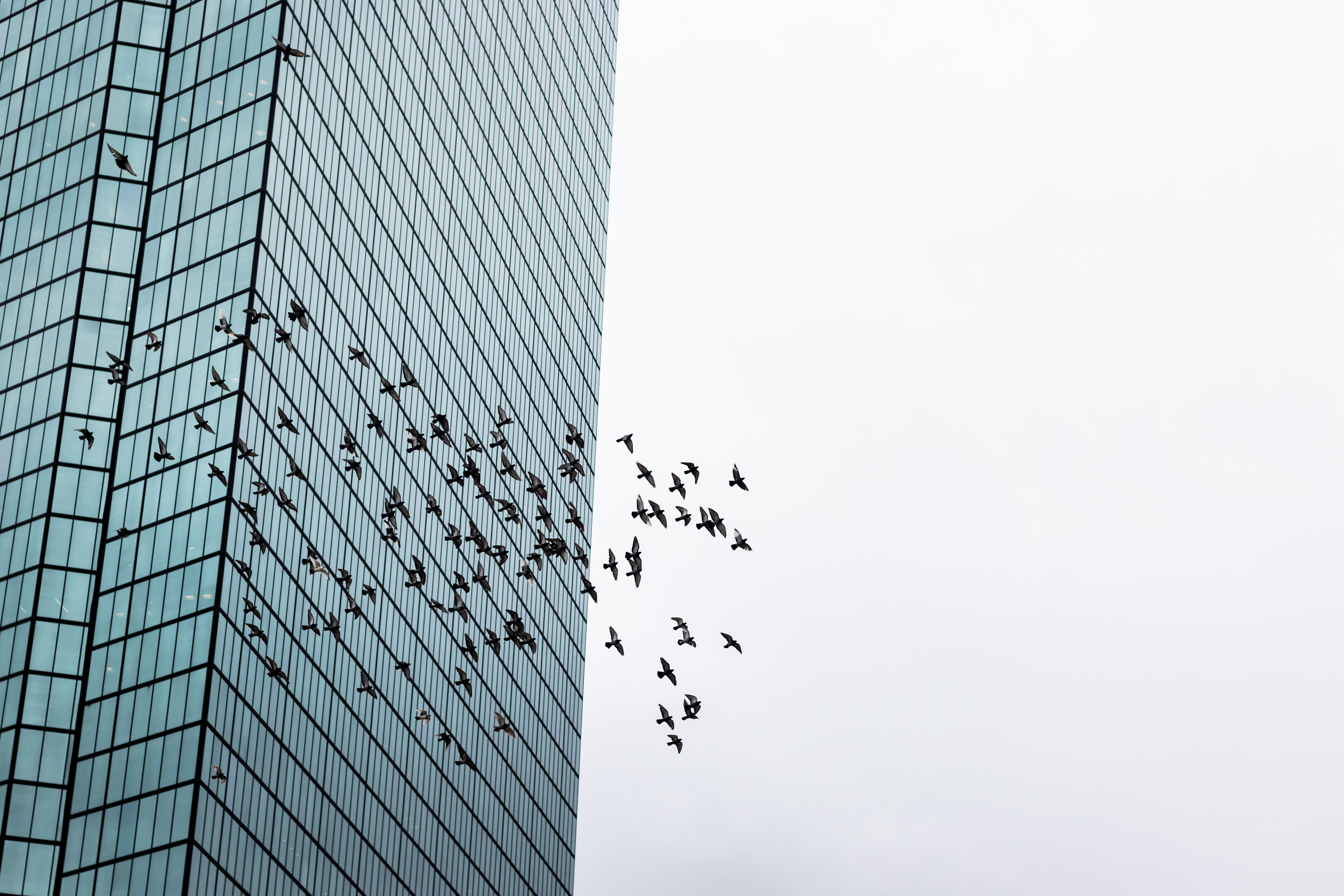 Bird Safety Solutions 005